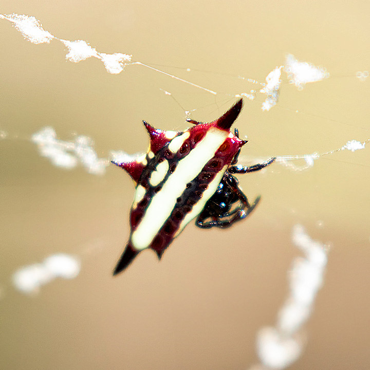 Northern Jewelled Spider (Gasteracantha fornicata)